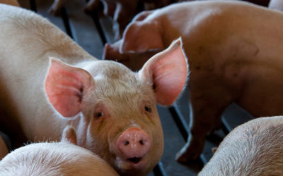 Frigoríficos brasileiros podem ganhar bilhões com peste suína na China.